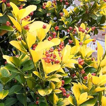 黄金マサキの投稿画像一覧 Greensnap グリーンスナップ