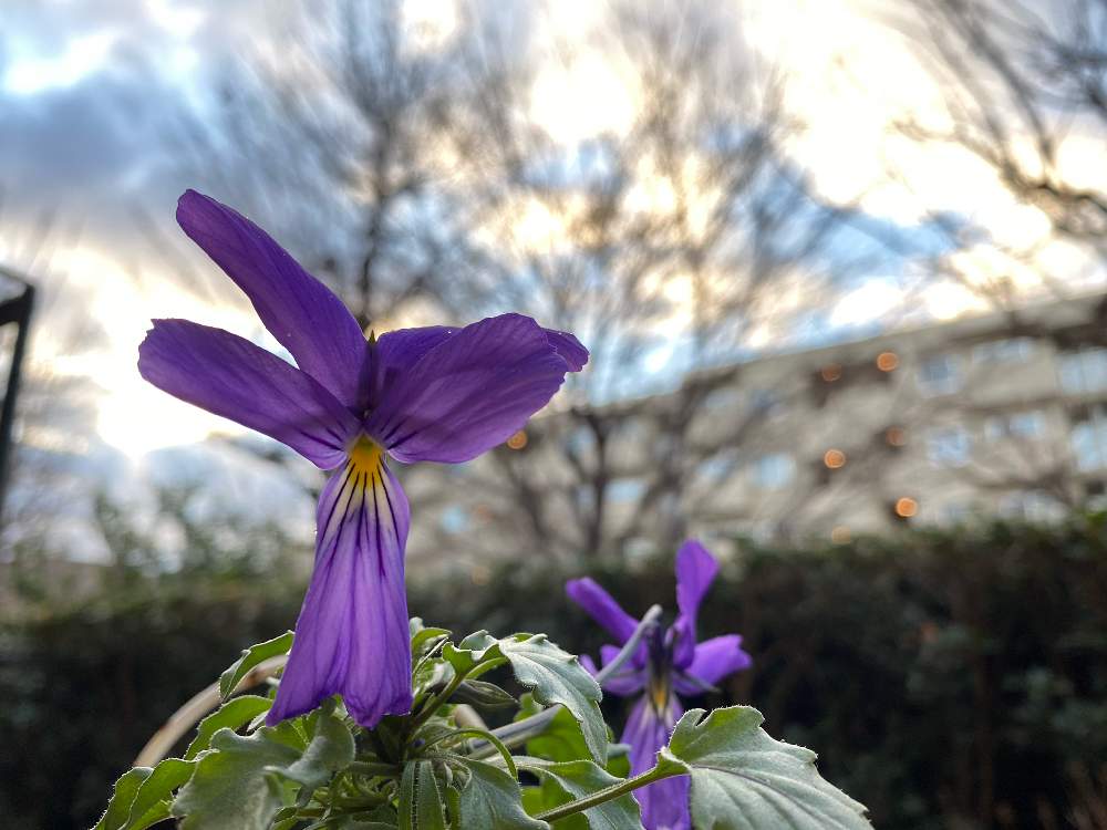 宿根ビオラ コルシカの投稿画像 By ミニマさん 花のある暮らしと植物のある暮らしと開花中 月1月11日 Greensnap グリーンスナップ