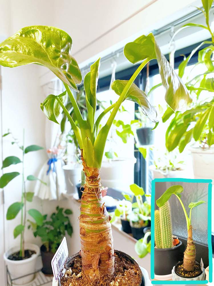 クワズイモの投稿画像 By ベランダ星人さん 植物のある暮らしとキャンドゥ出身と100均と殖えちゃうのかいと熱帯植物とインテリアグリーン 月1月11日 Greensnap グリーンスナップ