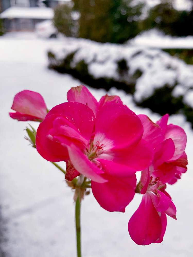 50 素晴らしいゼラニウム ピンク 最高の花の画像