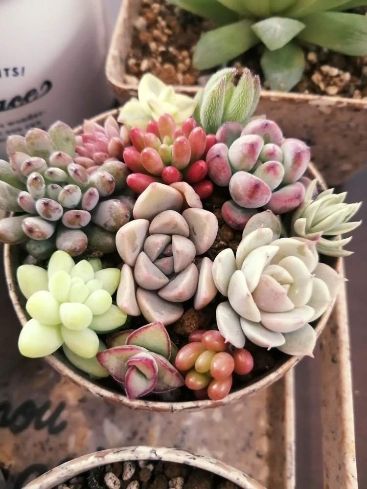 多肉植物いろいろの投稿画像 By Anpanさん 多肉植物とみどりのある暮らしと癒やしと寄せ植えと初心者とオシャレと買いすぎと寄植えと多肉女子とタニラーと花のある暮らしとカット苗 月1月11日 Greensnap グリーンスナップ