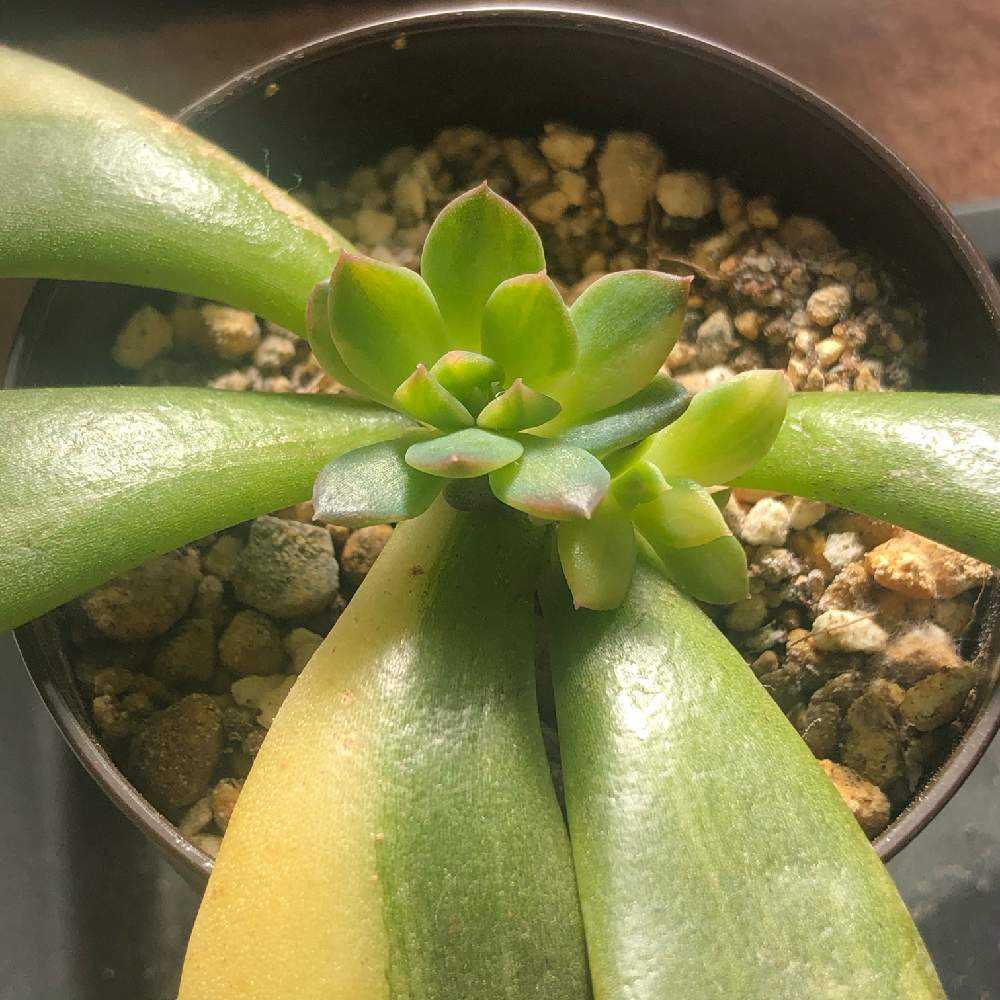 ブラックプリンス錦②｜🍀GreenSnap（グリーンスナップ）