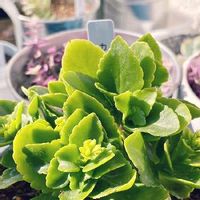 カランコエ パリの育て方 置き場所や水やりの仕方は Greensnap グリーンスナップ カランコエ パリの育て方 置き場所や水やりの仕方は Greensnap グリーンスナップ