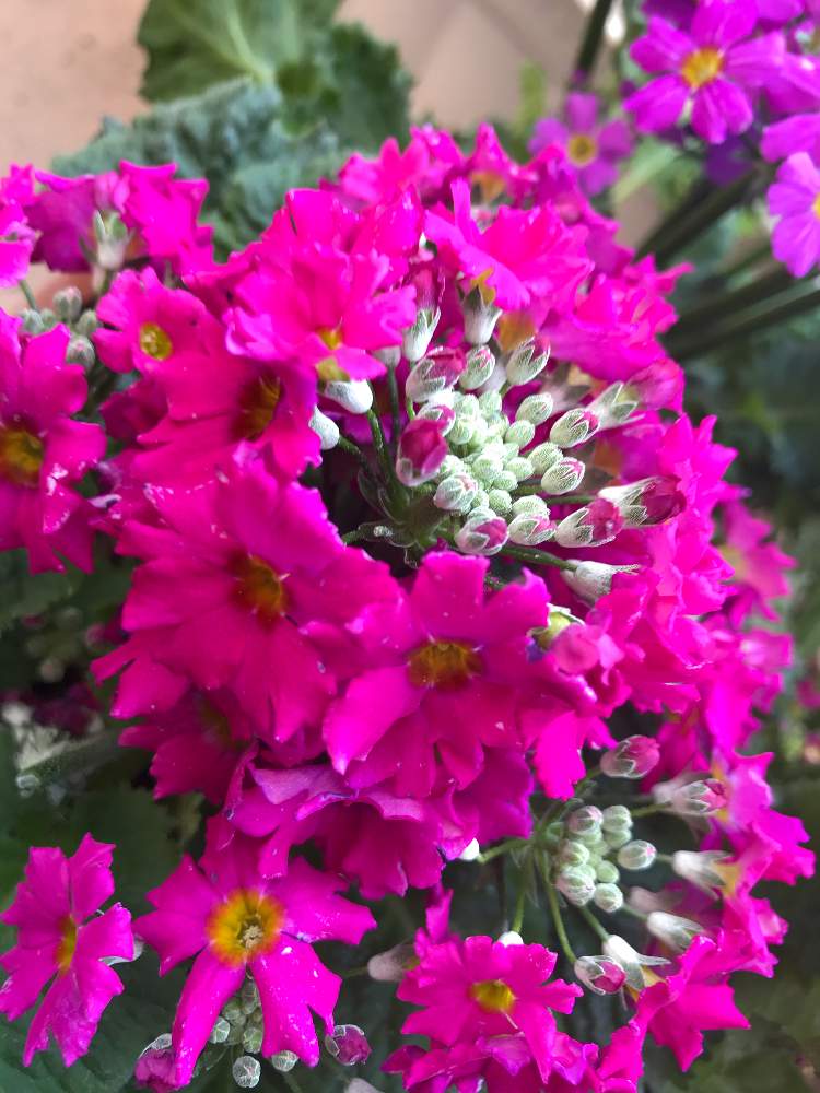 冬に咲く花フォトコンの投稿画像 By のんさん ピンクの花と初心者とベランダガーデニングと可愛いとガーデニングと花のある暮らし 2020月1月11日 Greensnap グリーンスナップ