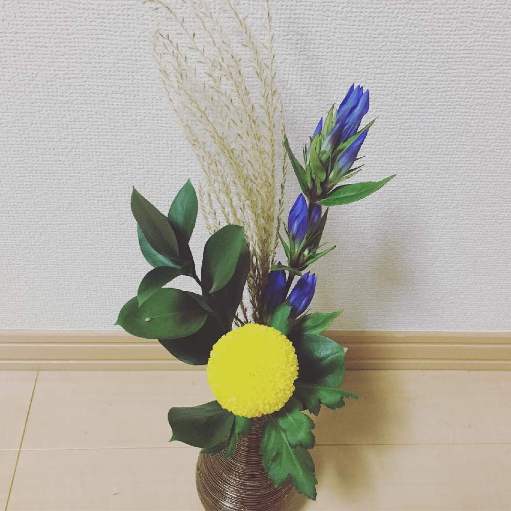 ススキの投稿画像 By かこさん リンドウとポンポン菊とポンポンマム 月1月11日 Greensnap グリーンスナップ Greensnap グリーンスナップ