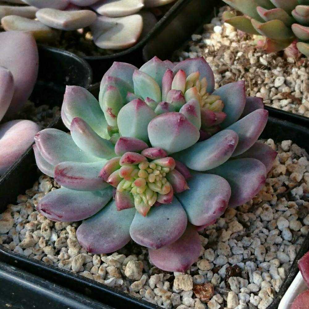 134 ブルーエルフの生長記録 Vol.1 2022.03.19結｜🍀GreenSnap