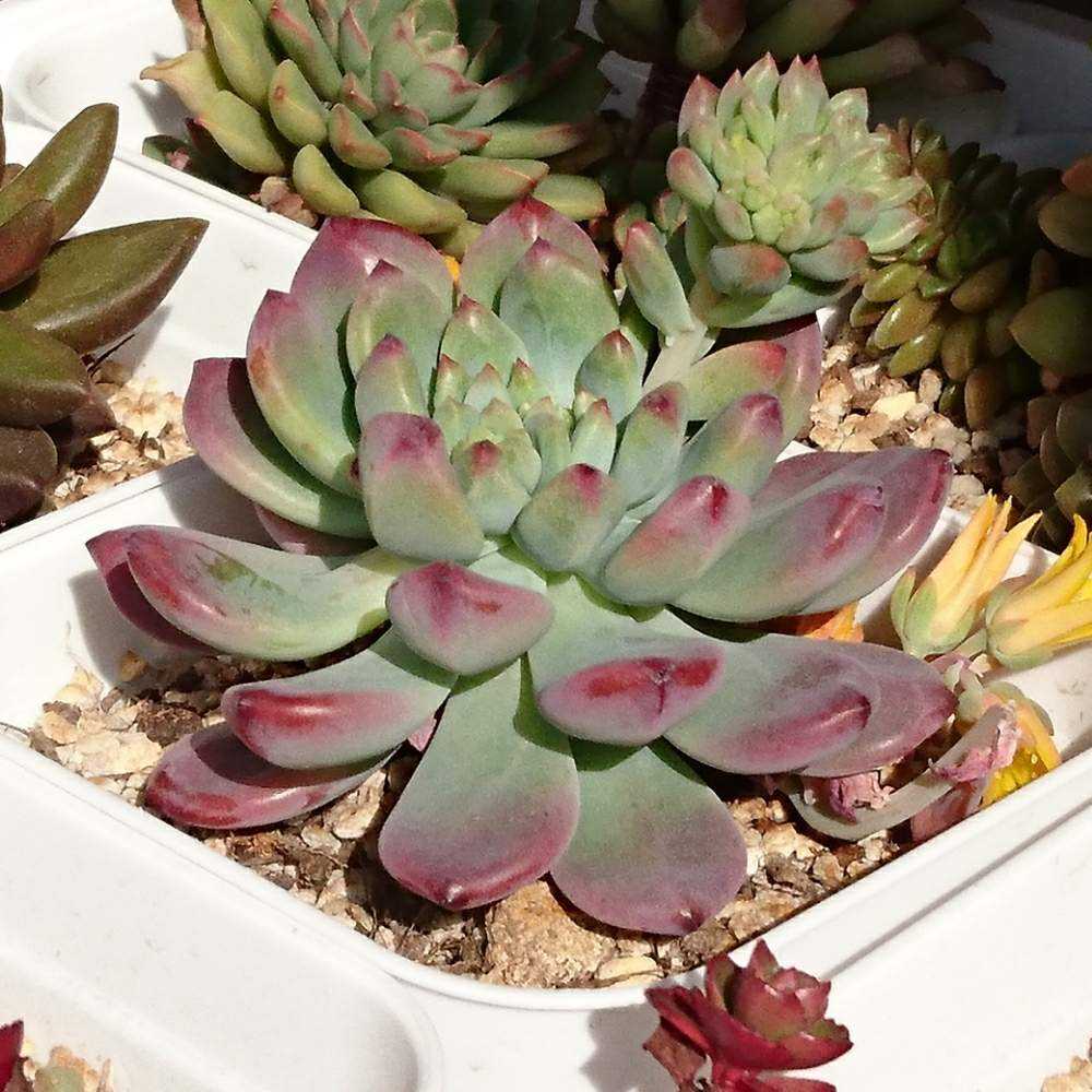 大人気多肉植物 エケベリア 小さい苗X181ブルーエルフ50個