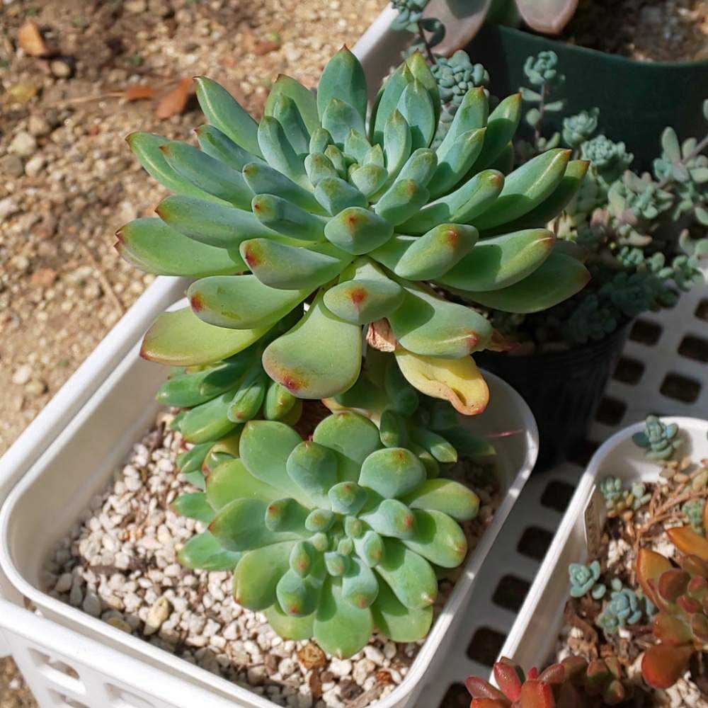 134 ブルーエルフの生長記録 Vol.1 2022.03.19結｜🍀GreenSnap