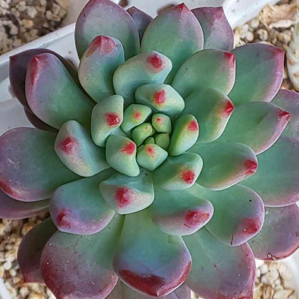 134 ブルーエルフの生長記録 Vol.1 2022.03.19結｜🍀GreenSnap  