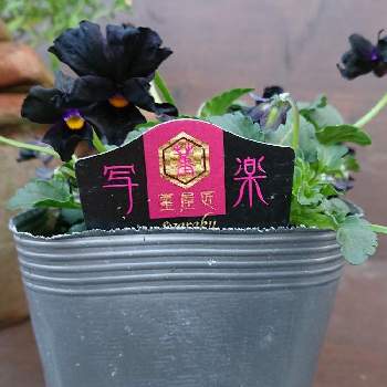 黒の花の画像 by syamunekoさん | 小さな庭とビオラ 写楽とお花大好き♡とひやみかち首里城！と猫大好き‼と花のある暮らしと黒の花とチームブラック