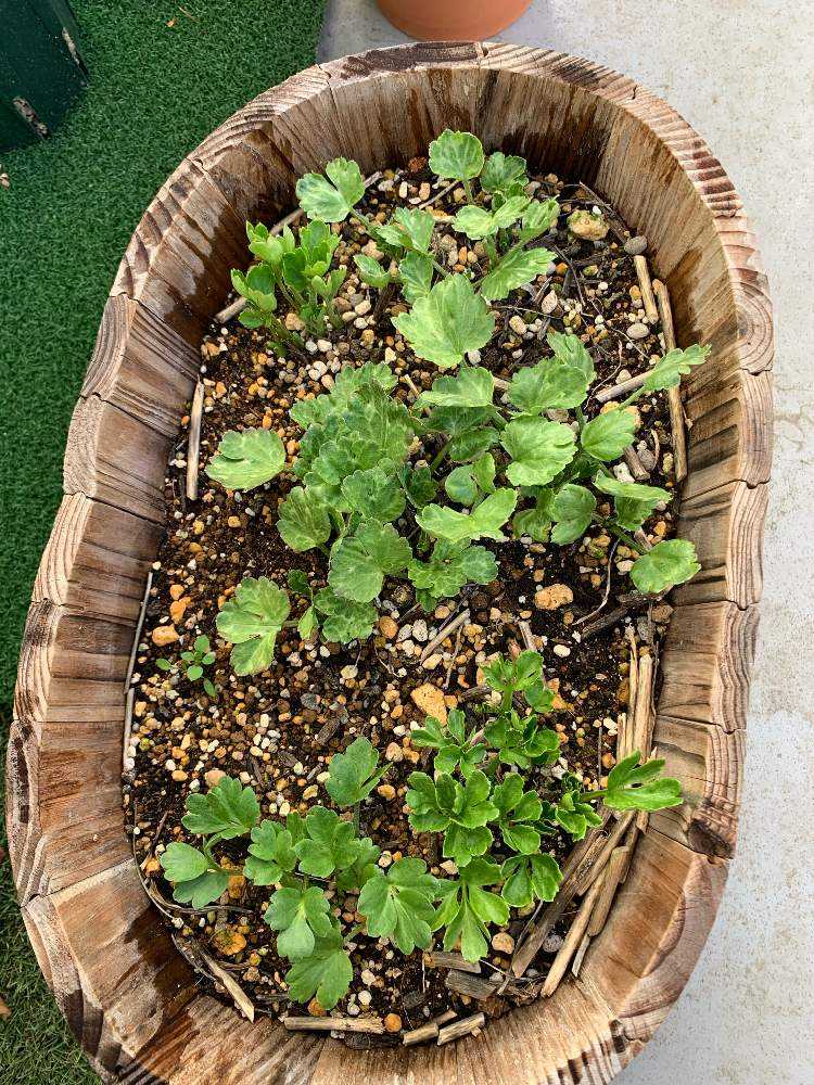 植えっぱなしラナンキュラスとチューリップの栽培記録 Greensnap グリーンスナップ