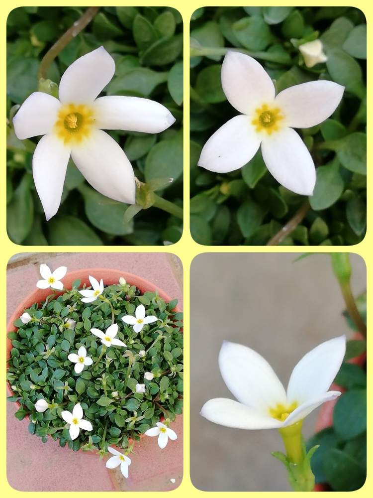 ヒナソウの投稿画像 By すみさん 花のある暮らし 月1月12日 Greensnap グリーンスナップ