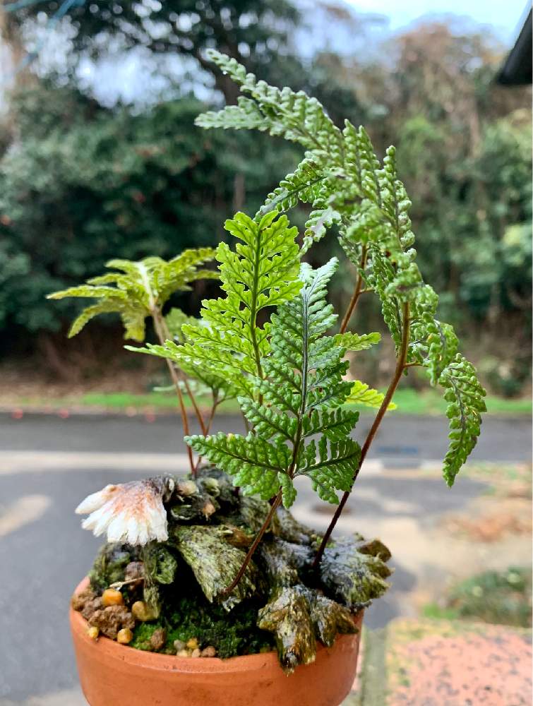 石化 猫の手 シノブの投稿画像 By ねこたんぽさん 石同好会と草物盆栽とシダ植物と季節感と盆栽 月1月12日 Greensnap グリーンスナップ