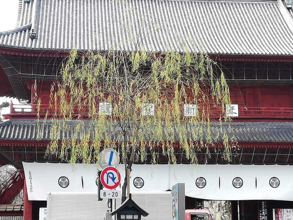 柴又帝釈天 矢切の渡し 山本亭 1 11 散歩 Greensnap グリーンスナップ