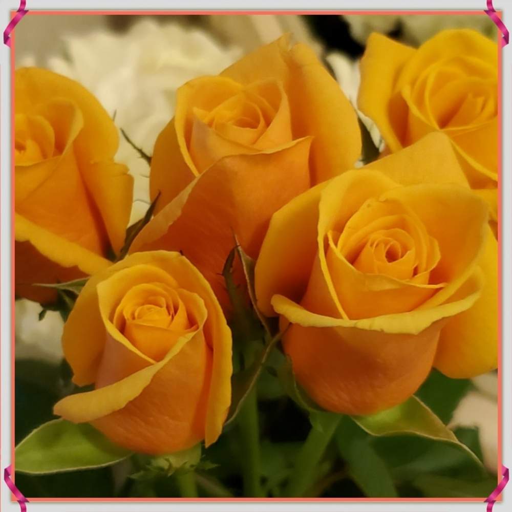 花言葉の投稿画像 By Haruruさん 元気をください とオレンジ色と花のある暮らしとバラ ミニバラとチーム福岡 月1月12日 Greensnap グリーンスナップ