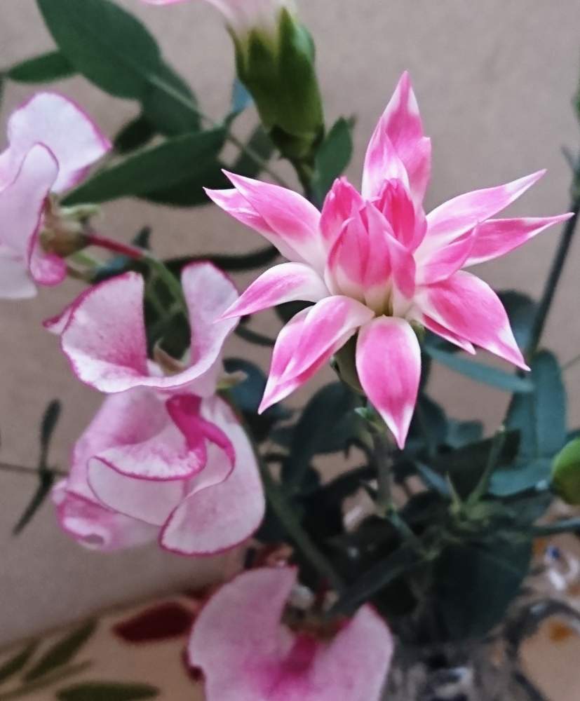 和室の投稿画像 By Cocoaさん 花のある暮らしとナデシコ科とスイートピー とスターチェリー と花のある暮らしとナデシコ科とスイートピー とスターチェリー 月1月12日 Greensnap グリーンスナップ Greensnap グリーンスナップ