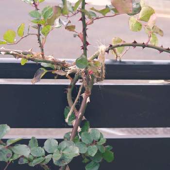 つるバラ誘引の投稿画像一覧 Greensnap グリーンスナップ