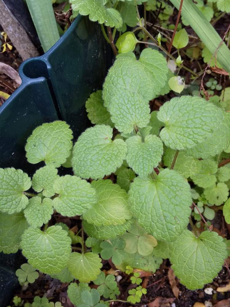 レモンバームの投稿画像 By よっしーさん 月1月12日 Greensnap グリーンスナップ