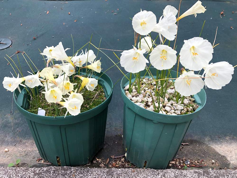 ペチコート水仙の投稿画像 By フクさん ペチコートスイセンとナルキッスス カンタブリクスとnarcissus Cantabricusとnarcissus Shinsetsu とスイセン 新雪 と小さな庭と球根植物と花のある暮らしと原種スイセン と球根植物と花のある暮らしと原種スイセン 月1月12日