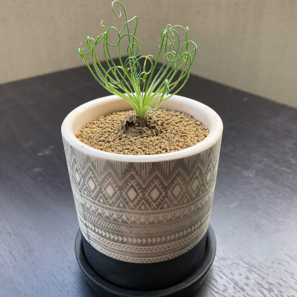 アルブカ スピラリス フリズルシズルの投稿画像 By マグルさん 福岡と植物のある暮らしと植欲が止まらないと塊根と平田ナーセリー と植中毒と植物中毒とiphone8とケープバルブと塊根植物と平田ナーセリー小戸店と多肉初心者 月1月12日 Greensnap グリーンスナップ