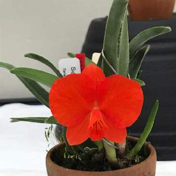 赤いカトレアの投稿画像一覧 Greensnap グリーンスナップ