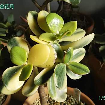 新花月錦の投稿画像一覧 Greensnap グリーンスナップ