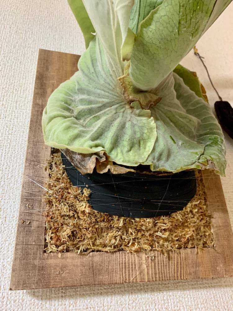 ビカクシダ コウモリラン プラティケリウム グランデの板付作業