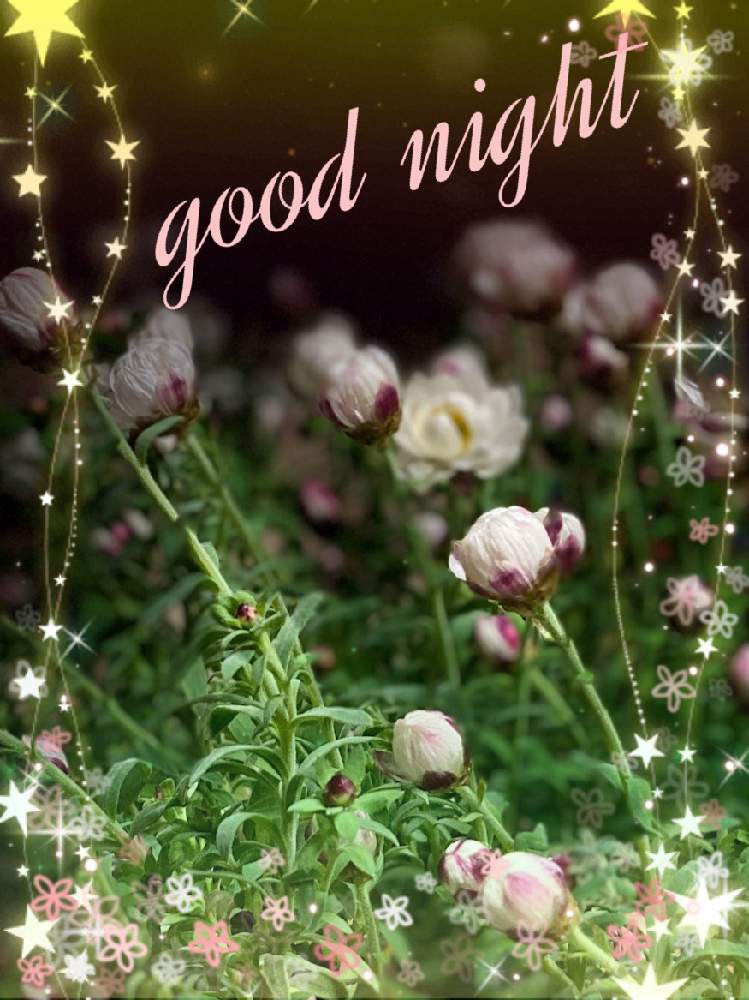 ハナカンザシの投稿画像 By Mirumoさん 癒しとおやすみの前にと可愛いと花のある暮らしと加工アプリ使用です 月1月12日 Greensnap グリーンスナップ