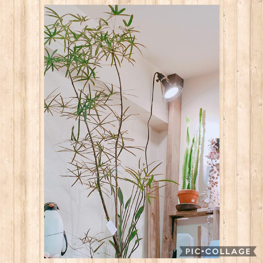 ボトルツリー ブラキキトンの投稿画像 By Nyonさん ブラキキトン ボトルツリーとわが家の観葉植物 と癒しの植物と癒しの空間と癒しの場所と花のある暮らしと趣のある 月1月12日 Greensnap グリーンスナップ