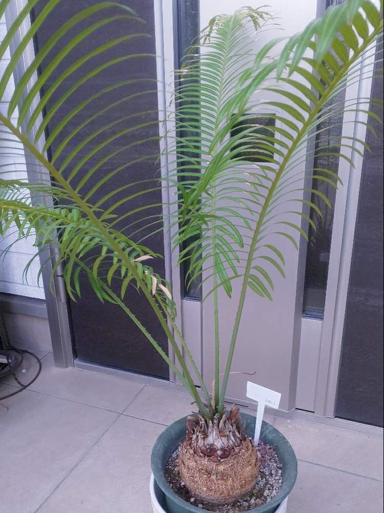 サイカス チャマオエンシス (Cycas chamaoensis) ソテツ