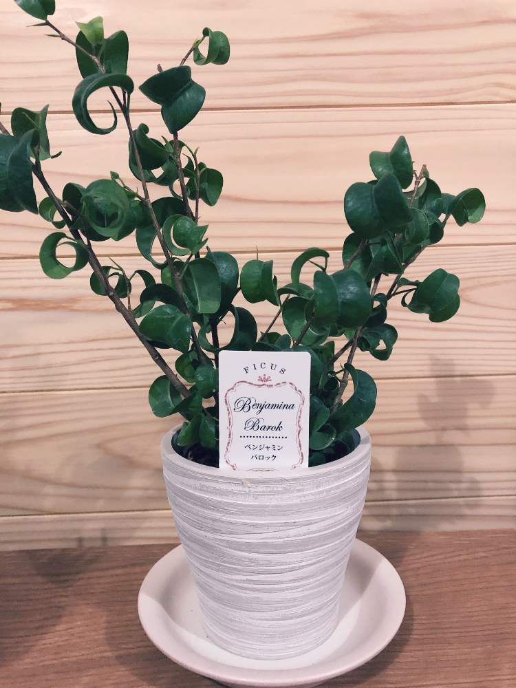 フィカス ベンジャミン バロックの投稿画像 By Megumiさん 観葉植物と葉っぱのある暮らしと初めての育成とgreen Up 月1月12日 Greensnap グリーンスナップ