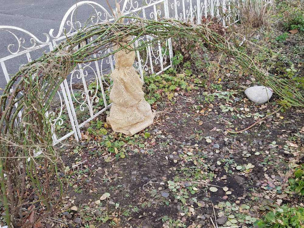 北海道 バラの雪囲い奮戦記 Greensnap グリーンスナップ