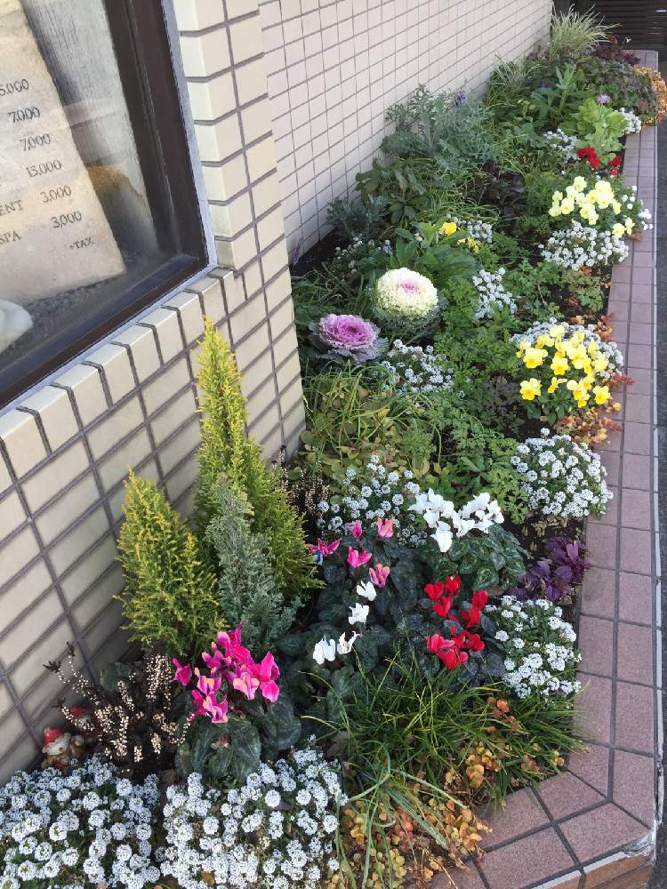 花のある暮らしの投稿画像 By Ciita Gardenさん 街角の花壇とciita Gardenとアネモネとハボタンとガーデンシクラメンとビオラとペンステモン ハスカーレッドとセントーレア ギムノカルパとコニファー ゴールドクレストとガーデンの全景と1月のciita Gardenとgarden全景1