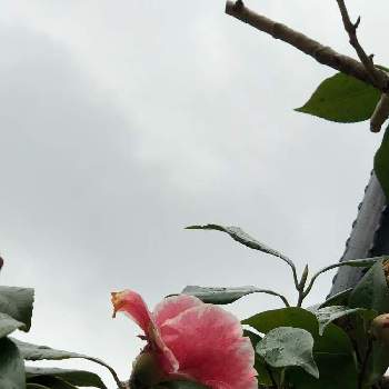 ドイツトウヒ☆の画像 by おたまちゃんさん | お出かけ先とサザンカ(山茶花)と苔(こけ)と花のある暮らしと椿 ツバキとドイツトウヒ☆と石川県と鶴来樹木公園といやし♪とみどりのまとめ