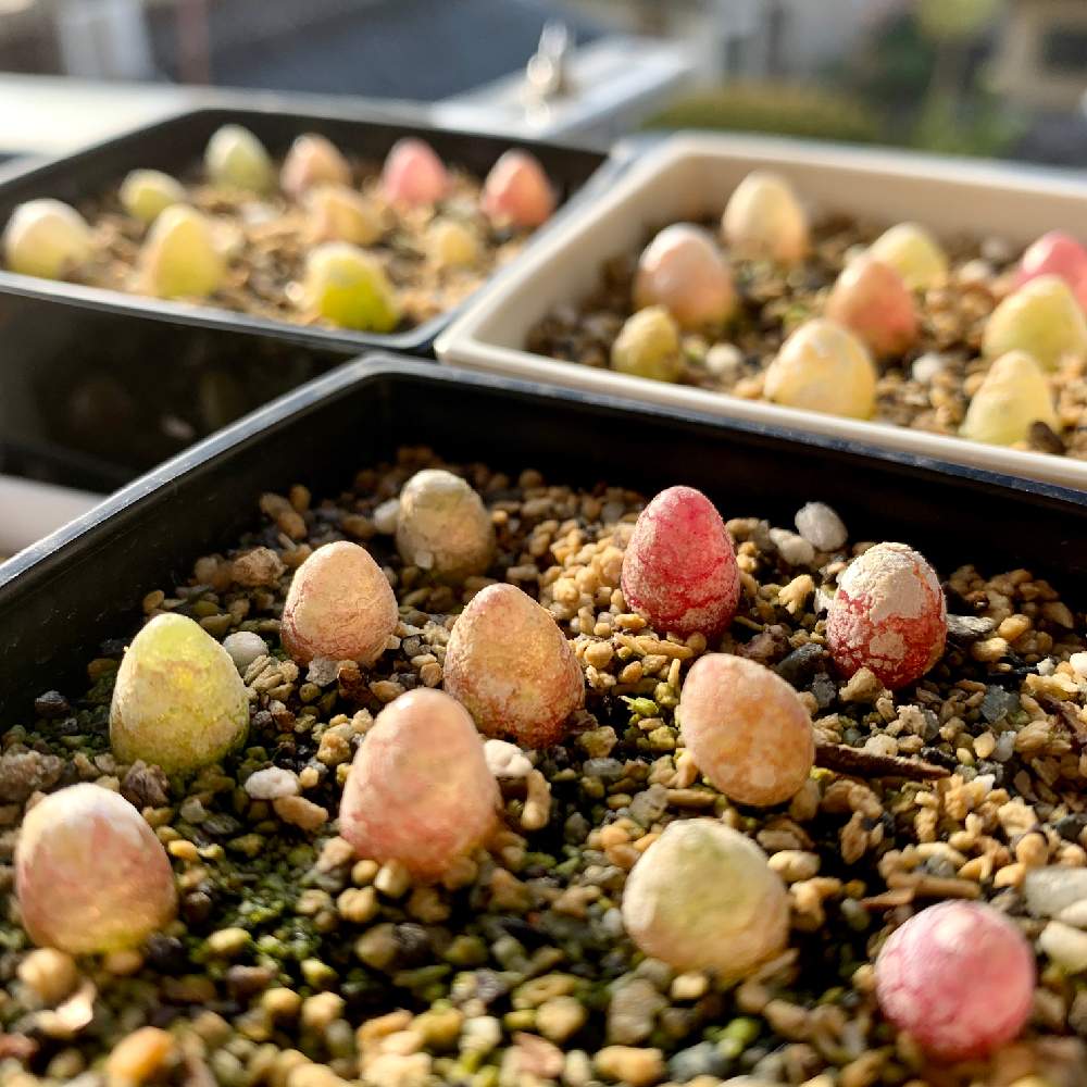 ブルゲリの投稿画像 By 寡黙で さん 多肉植物とメセンと実生とコノフィツム属 月1月13日 Greensnap グリーンスナップ