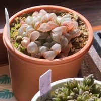 ハオルチア オブツーサ,多肉植物,紅葉する多肉,ハオルチア属,多肉初心者の画像