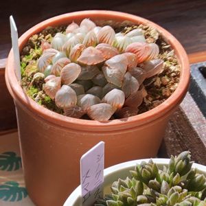ハオルチア オブツーサ,多肉植物,紅葉する多肉,ハオルチア属,多肉初心者の画像