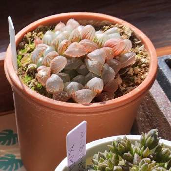 ハオルチア,ロゼア,ハオルチア　ロゼア,花のある暮らし,成長の画像