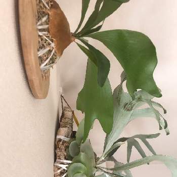 P.bahiaの投稿画像一覧|🍀GreenSnap(グリーンスナップ)