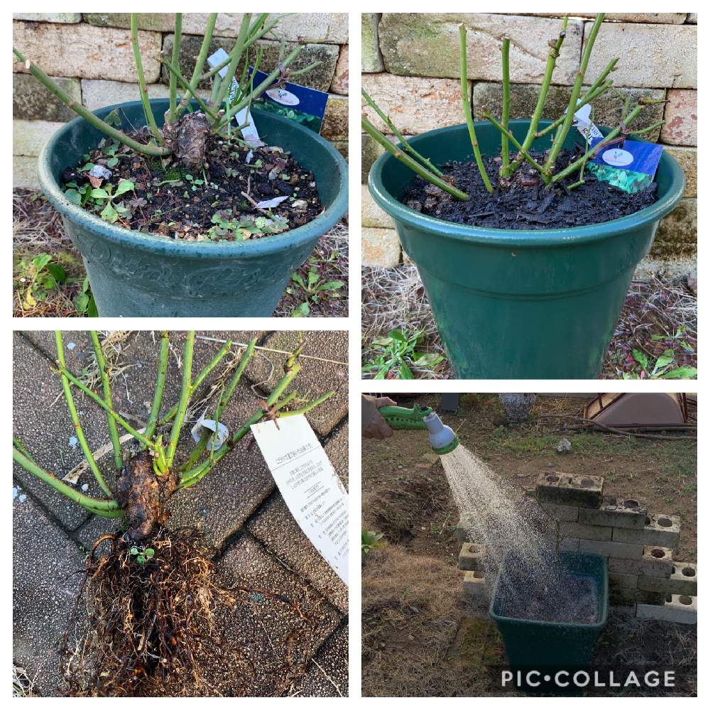 耐寒性宿根草の投稿画像 By Fuuhakuさん バラ エクレールとコマツガーデンとgs映えとgs日和と植中毒と新潟と花のある暮らしと薔薇 とバラ ミニバラと庭の宿根草 月1月13日 Greensnap グリーンスナップ