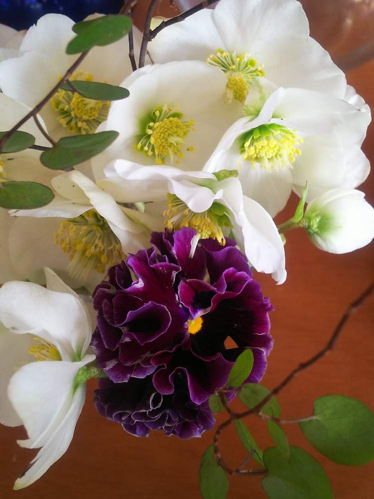 クリスマスローズ ニゲルの投稿画像 By コロリさん パンジー ドラキュラと冬に咲く花フォトコンと庭の花を切り花に 月1月13日 Greensnap グリーンスナップ