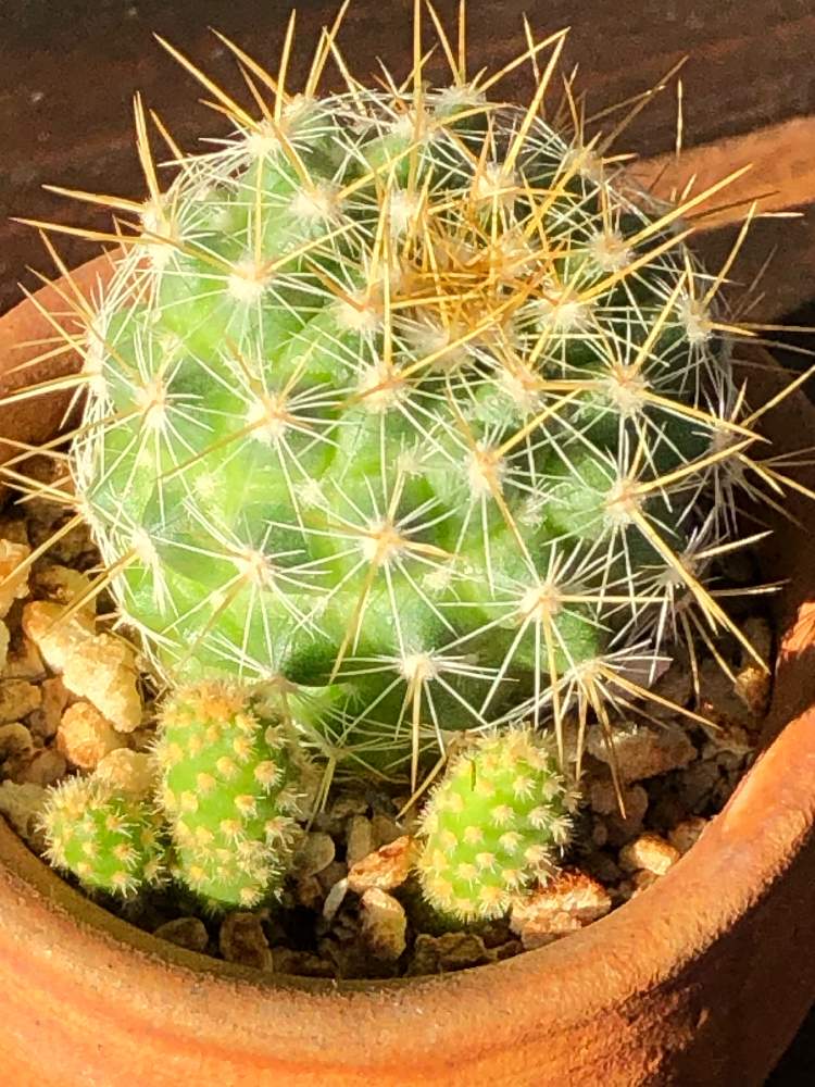 かわいいな の投稿画像 By のこさん さぼてんとちびサボちゃん 月1月13日 Greensnap グリーンスナップ