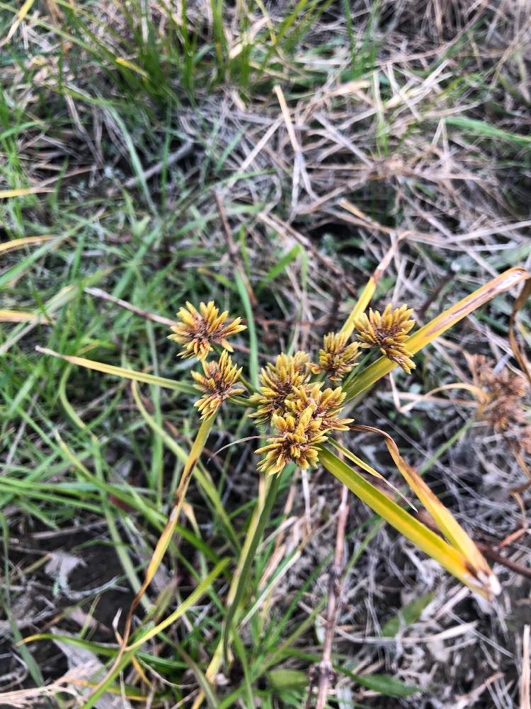 ナップさんの投稿画像 月1月13日 Greensnap グリーンスナップ