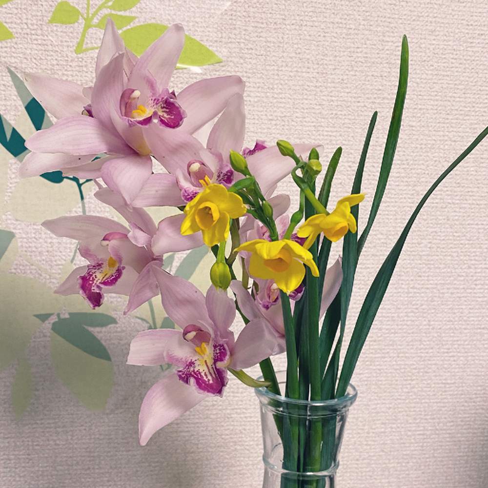 シンビジウムの投稿画像 By Nnaさん 水仙と切り花と花のある暮らしと切り花を楽しむとお花好き 月1月13日 Greensnap グリーンスナップ