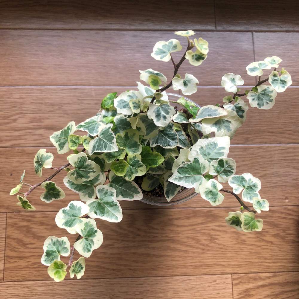 ヘデラ 雪ほたるの投稿画像 By もあさん みどりのある暮らしと観葉植物と植物のある暮らしとようこそわが家へ と植中毒と南国の植物とthe Farm と いいね ありがとうとウコギ科と可愛いとキヅタ属 月1月13日 Greensnap グリーンスナップ