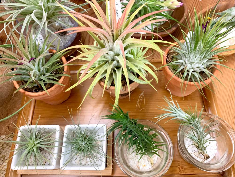 エアプランツ イオナンタの投稿画像 By Greenroseさん 観葉植物とグリーン グリーン グリーン とgs映えと植物とgs日和と植中毒とチランジア属とタニラーと鉢植えとリビングと花のある暮らしとかわいいな とうっとりとgreen Up とエアプランツと多肉初心者と