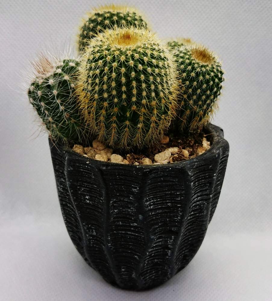 エリオカクタス 金晃丸の投稿画像 By Johnnywasgoodguyさん エリオカクタス マグニフィクスと多肉植物とサボテン科とエリオカクタス 月1月13日 Greensnap グリーンスナップ