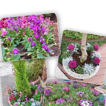 イクスピアリの投稿画像一覧 Greensnap グリーンスナップ