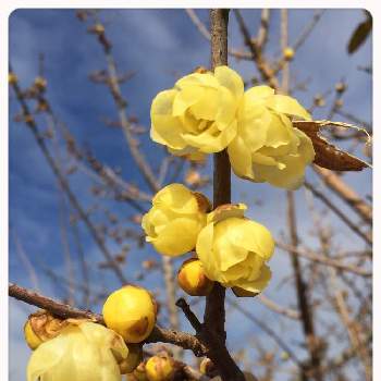 クスノキ目ロウバイ科の投稿画像一覧 Greensnap グリーンスナップ