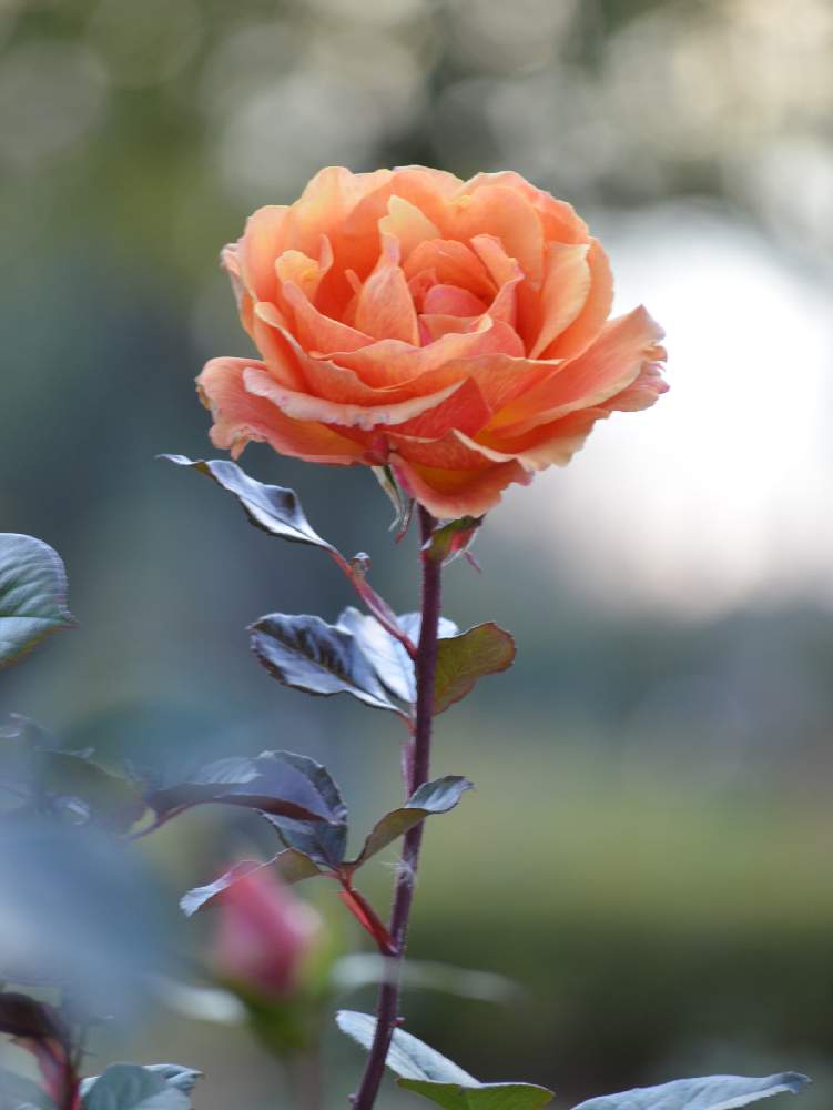 ばら バラ 薔薇の投稿画像 By 嶌縞 シマシマ さん 一眼レフと冬の光と自然の癒しとrskバラ園 月1月14日 Greensnap グリーンスナップ